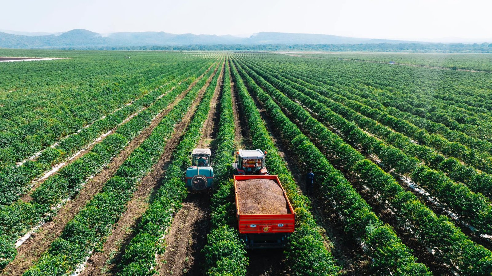 Ethiopia's Export Growth: Coffee, Flowers, and the African Trade Success Story