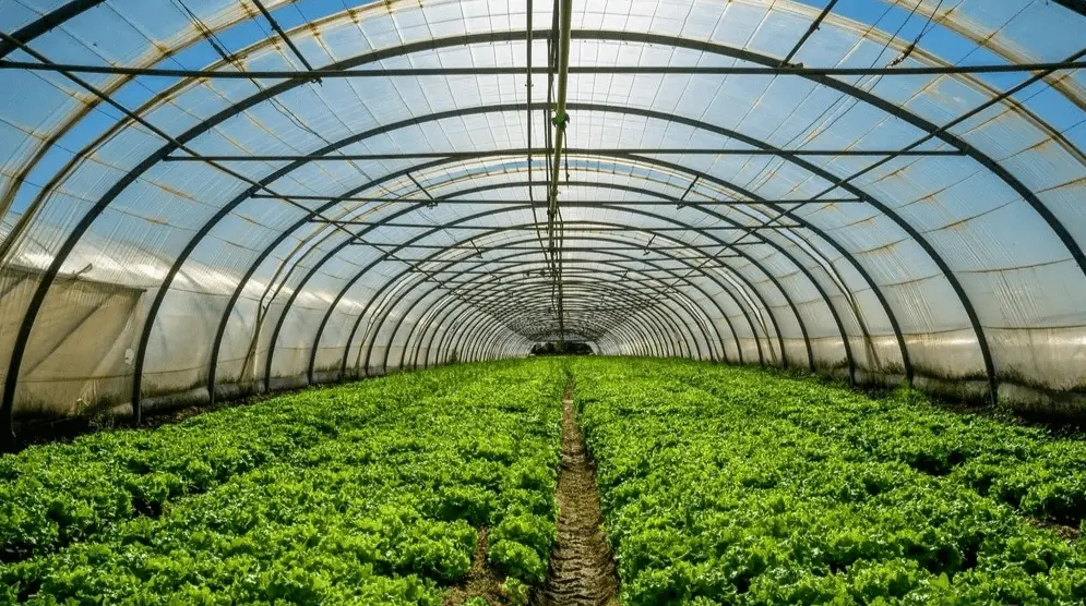 Kenya's Trade Transformation: Horticulture, Tech, and East Africa's Export Rise